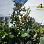 Casa Solandra * Corralejo